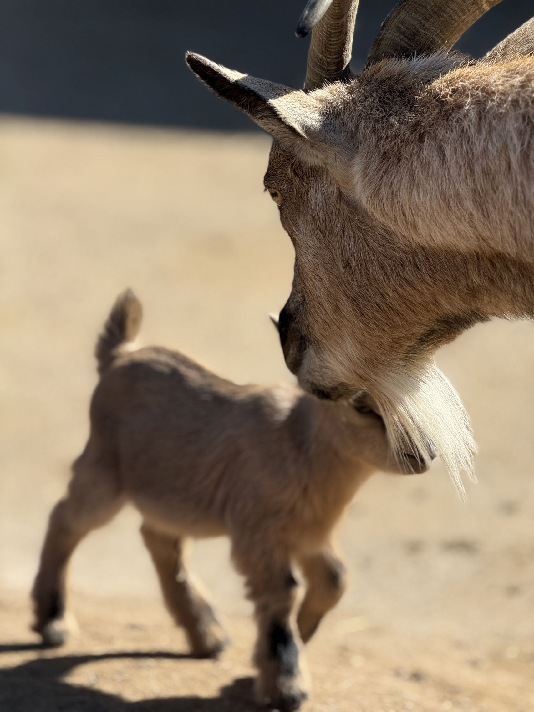 Der Zoo Arche Noah als eine der Grömitz Sehenswürdigkeiten
