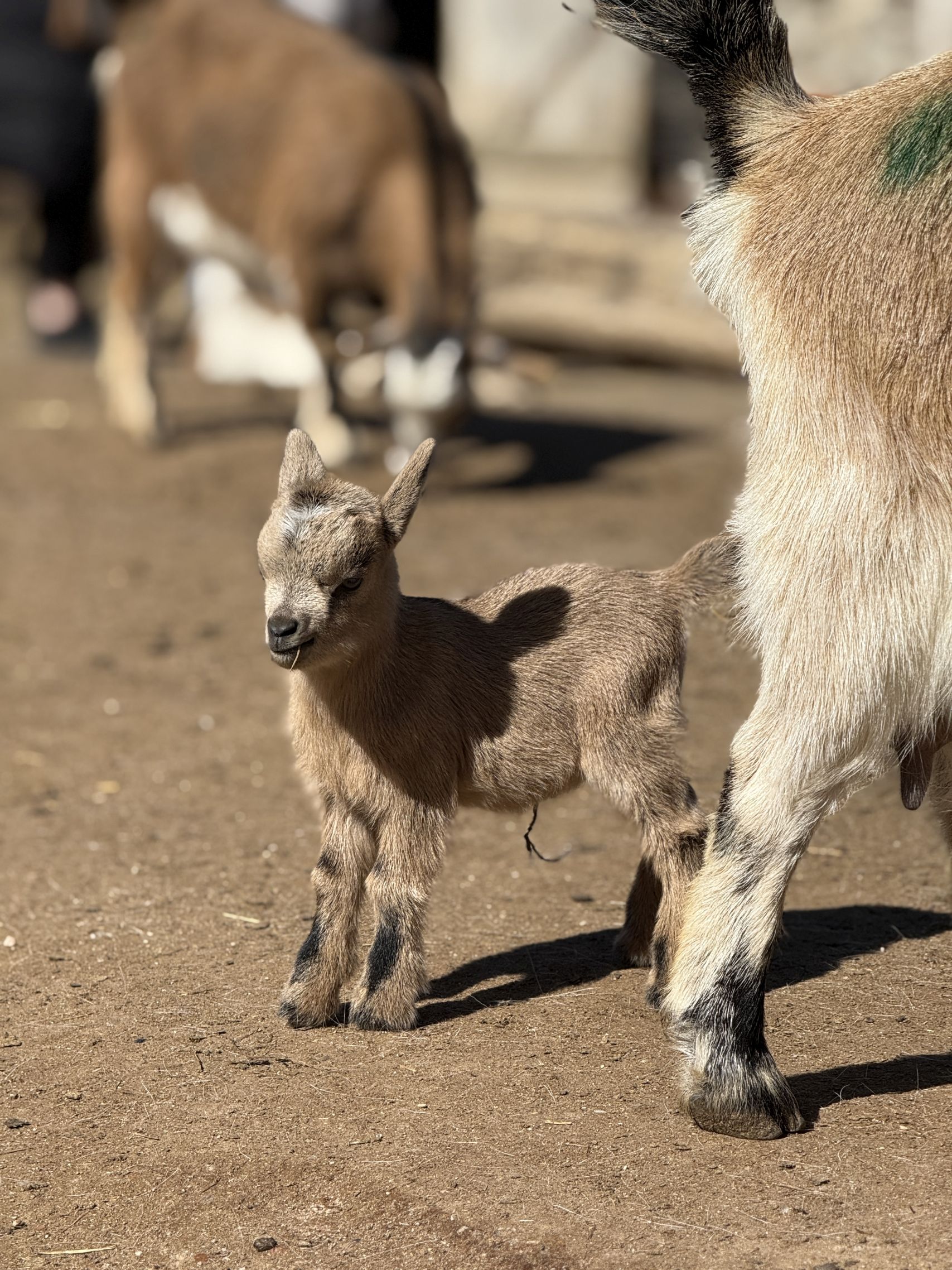 Der Zoo Arche Noah als eine der Grömitz Sehenswürdigkeiten