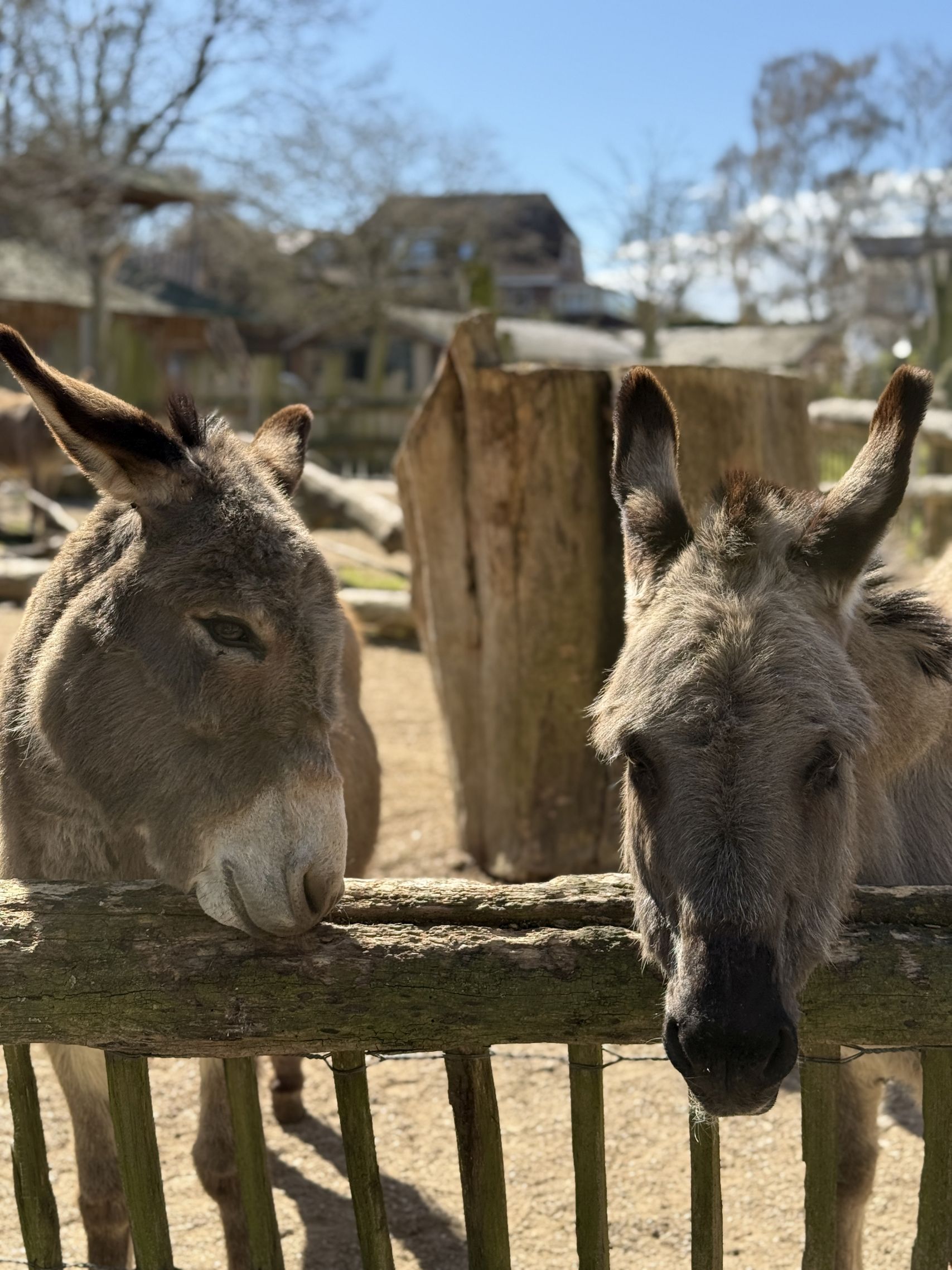 Der Zoo Arche Noah als eine der Grömitz Sehenswürdigkeiten